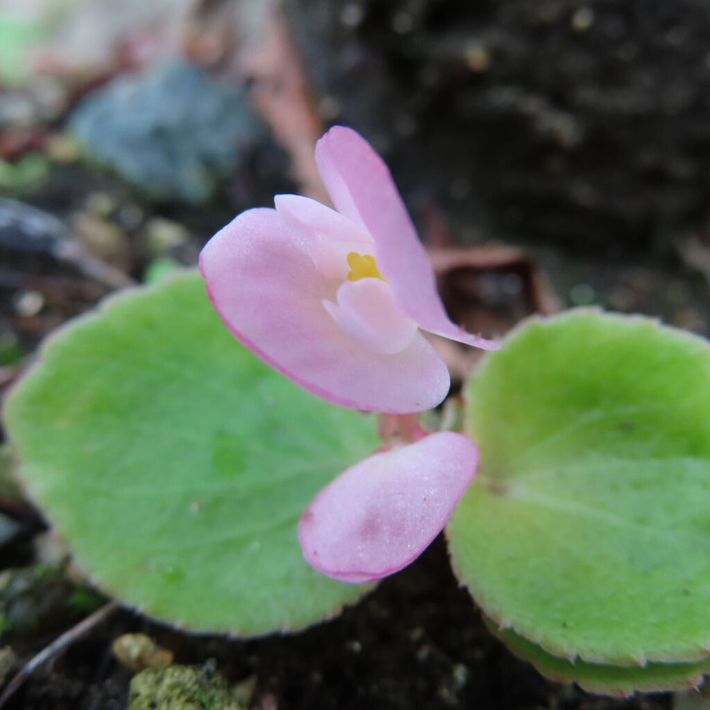 淡いピンクのベゴニアの花が咲くマクロ写真。丸い緑の葉とやわらかな背景が優しい印象を与える