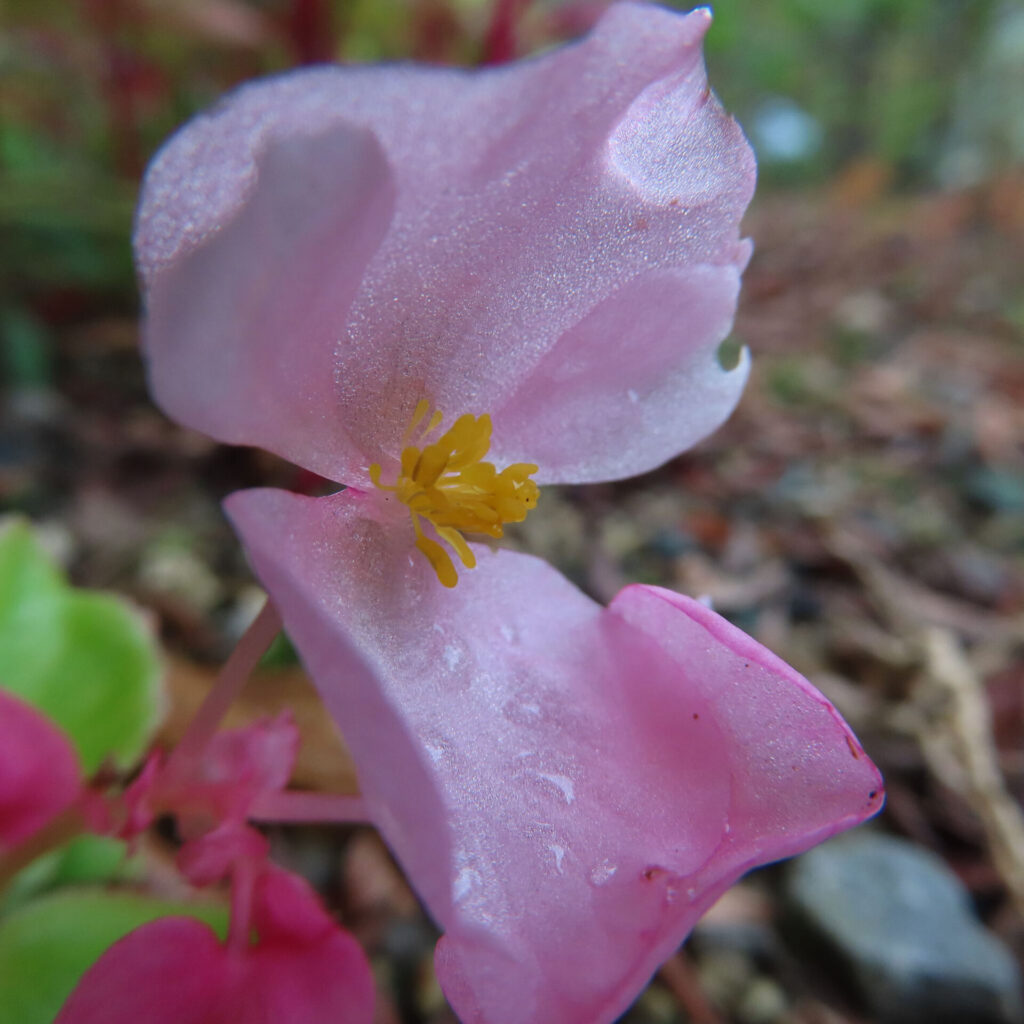 淡いピンクのベゴニアの花のマクロ写真。透明感のある花弁と黄色い雄しべが柔らかな光に映える