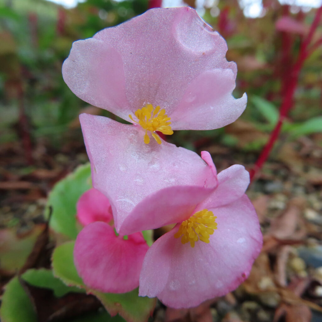 露に濡れたピンクのベゴニアの花のマクロ写真。黄色い雄しべと淡い花弁が柔らかく光を反射している