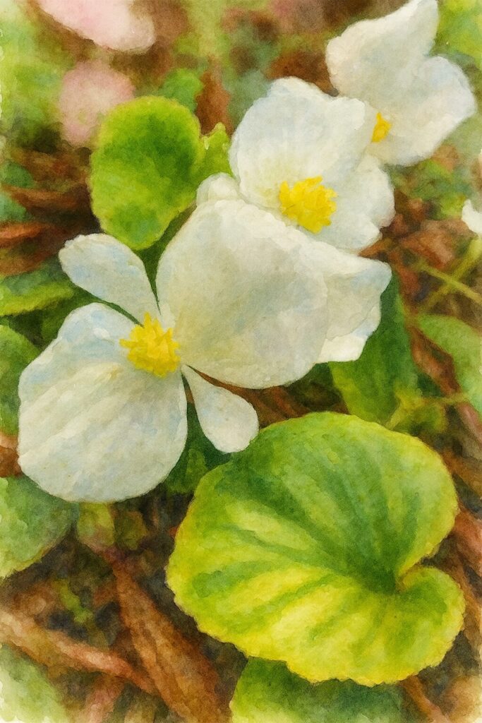 白いベゴニアの花が連なって咲く様子を描いた水彩画風イラスト。柔らかな色合いで自然の優しさを表現
