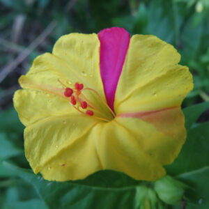 黄色に赤い斑入りの珍しい模様を持つオシロイバナの花のアップ写真