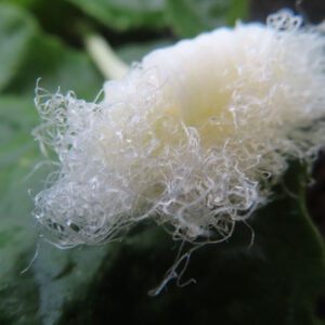 レースのように繊細な花びらを持つカラスウリの白い花のマクロ写真