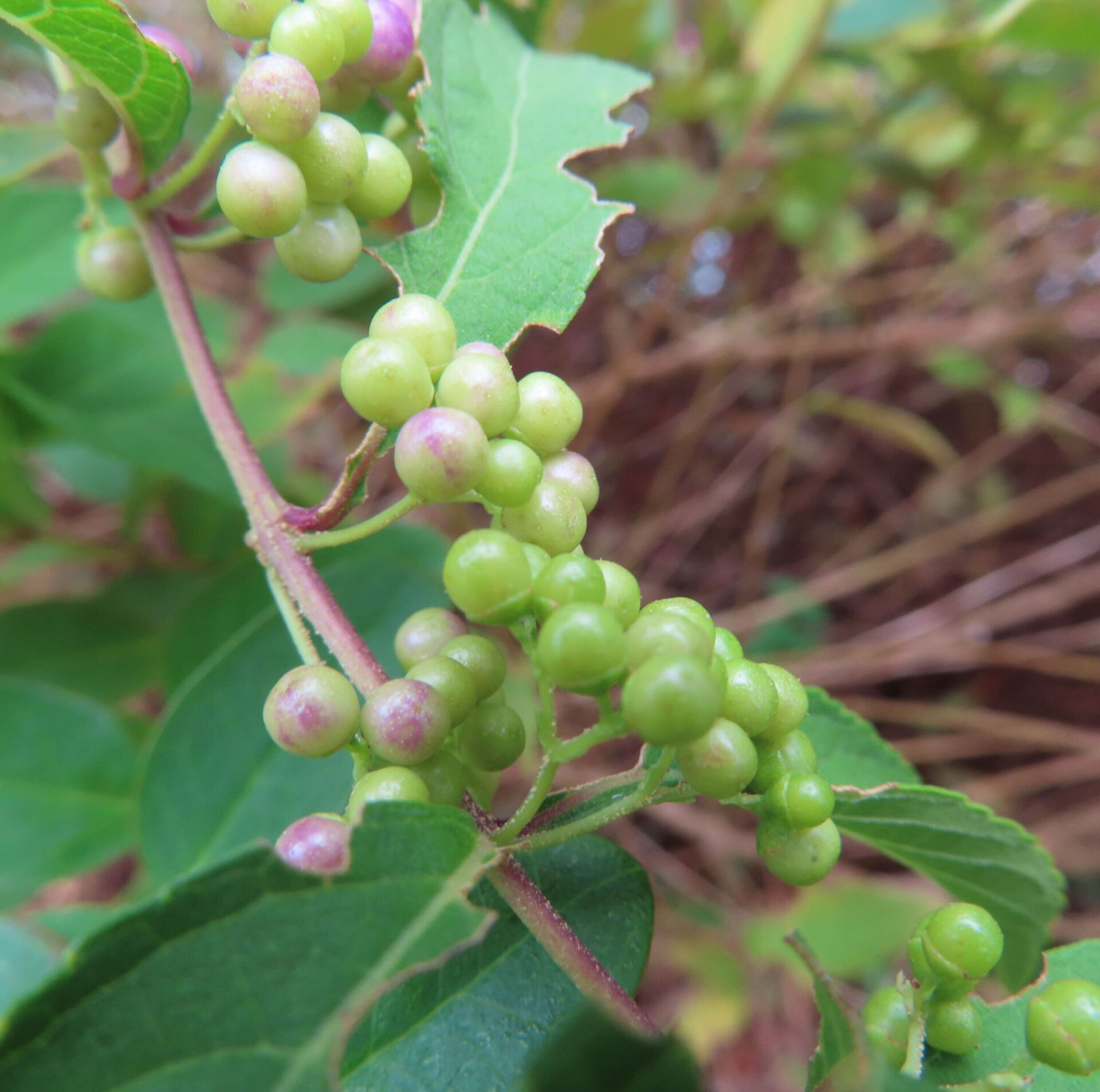 コムラサキの無料写真素材｜小紫の由来・花言葉・紫の実を美しく撮るポイント