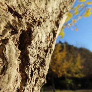 樹皮の質感と背景に広がるイチョウの木をぼかした写真