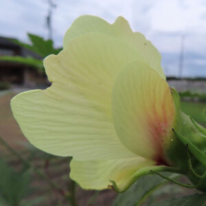 オクラの花の裏側と茎の付け根を写した鮮明な写真