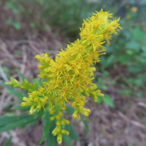 細長く開いた黄色い花が密集したセイタカアワダチソウの穂先