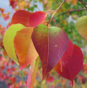 赤や緑に色づくナンキンハゼの紅葉した葉の接写写真