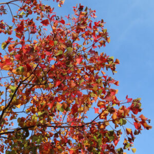 秋空に映えるナンキンハゼの鮮やかな紅葉の枝葉