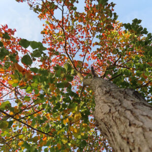幹から見上げたナンキンハゼの紅葉風景