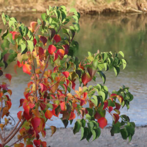 河川敷に生えた紅葉中のナンキンハゼの若木