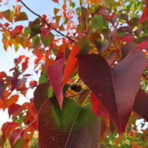 緑から赤に変化する途中のナンキンハゼの紅葉