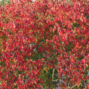 ナンキンハゼの紅葉が密集した秋の木全体の様子