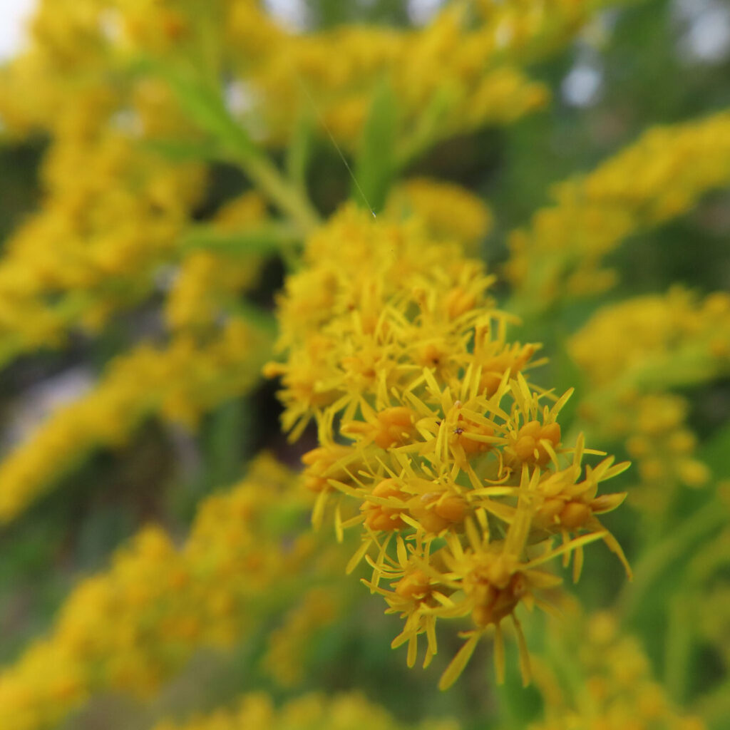 秋の日本の野原でセイタカアワダチソウが黄色い小花を密集させて咲いています