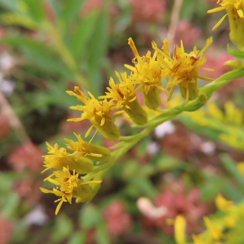 秋の草むらでセイタカアワダチソウの黄色い花が細い枝先に並んで咲いています