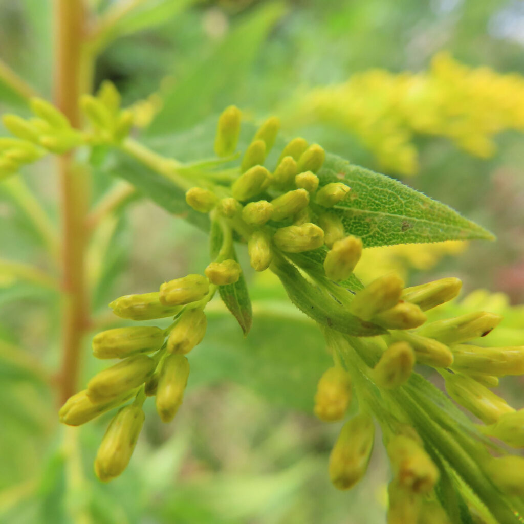 日本の秋にセイタカアワダチソウのつぼみが緑の茎に沿って並んでいます