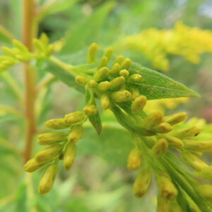 日本の秋にセイタカアワダチソウのつぼみが緑の茎に沿って並んでいます
