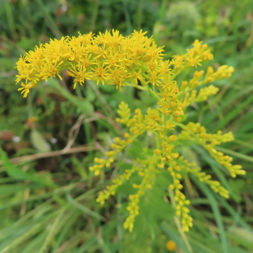 秋の草原でセイタカアワダチソウが黄色い花を穂のように咲かせています