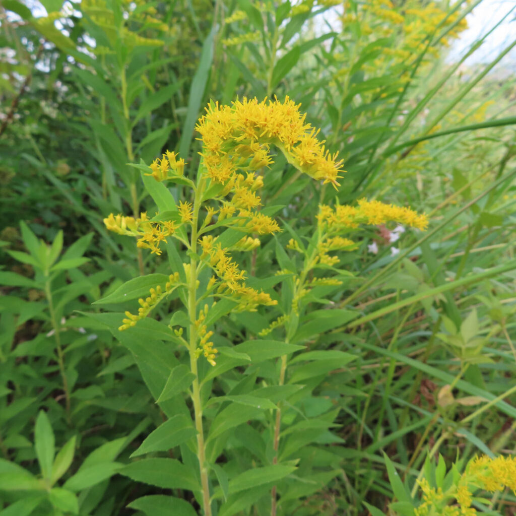 秋の野に群生するセイタカアワダチソウがまっすぐに伸びて黄色い花を咲かせています