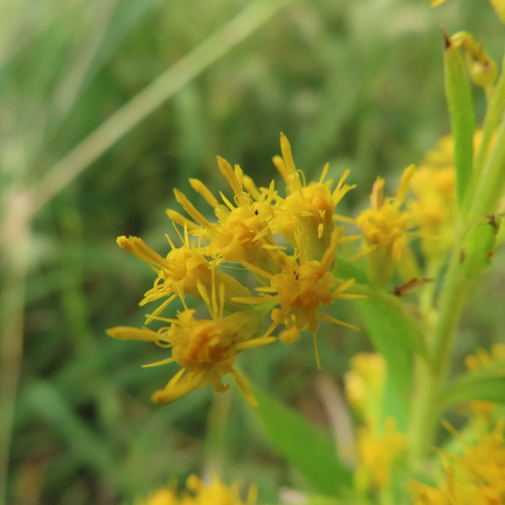 秋の草むらでセイタカアワダチソウの黄色い小花が咲き始めています