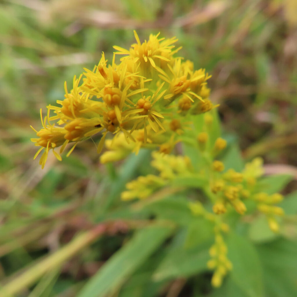 日本の秋にセイタカアワダチソウの黄色い花が風に揺れています