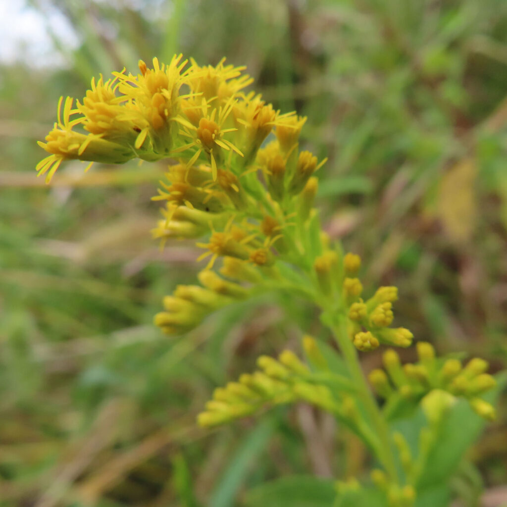 秋の日本の野原でセイタカアワダチソウが明るい日差しの中で咲いています