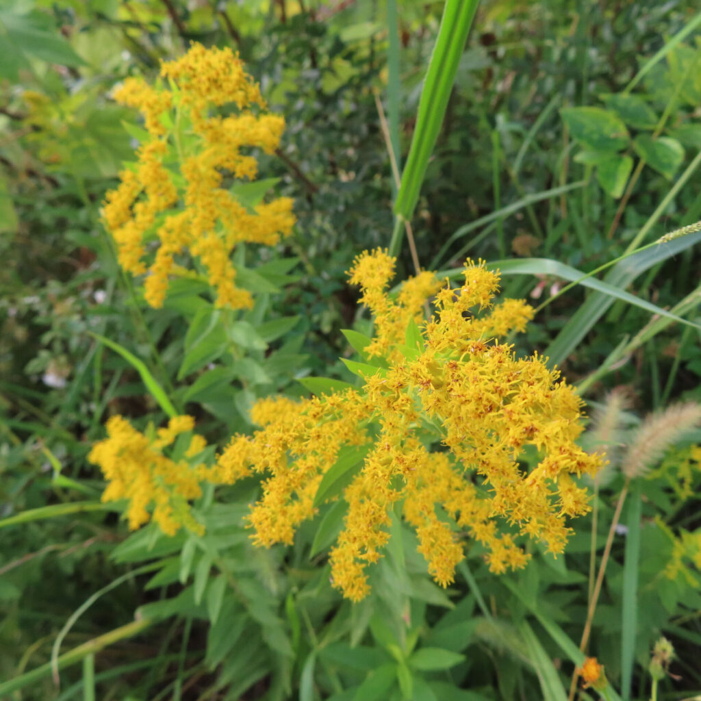 秋の草地でセイタカアワダチソウが穂状の黄色い花をつけています