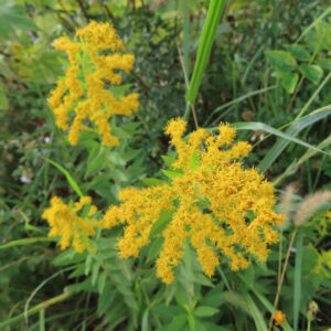 秋の草地でセイタカアワダチソウが穂状の黄色い花をつけています