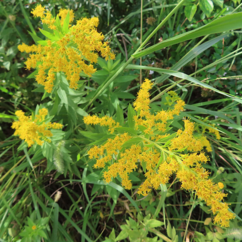 秋の野原でセイタカアワダチソウが複数の枝に黄色い花を咲かせています
