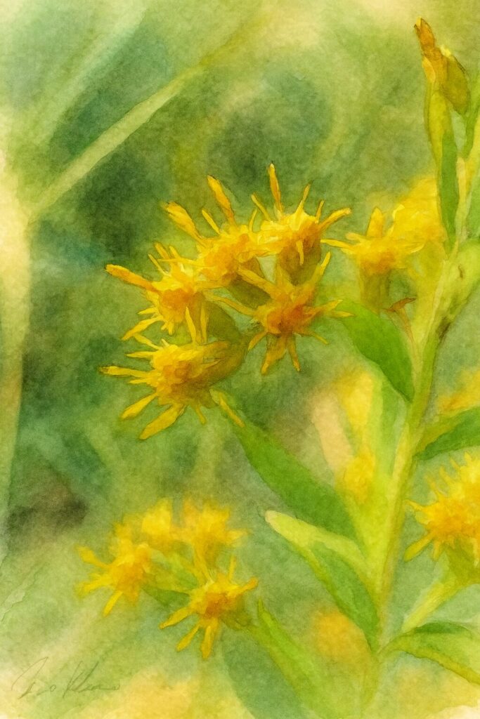 咲き始めたセイタカアワダチソウを描いたやさしい色合いの水彩画風イラスト