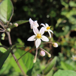黄花芯が特徴のワルナスビの白い花とつぼみの群れ（背景緑）