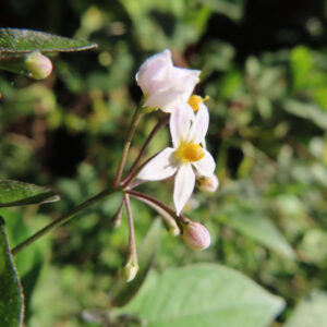 横から見た白いワルナスビの花と黄色い雄しべの特徴的な形