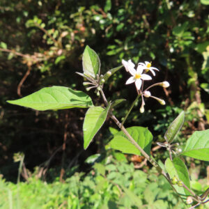 自然環境の中で開花したワルナスビの花と葉の全体像