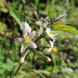 複数の白いワルナスビの花が咲き誇る接写構図（背景ボケ）