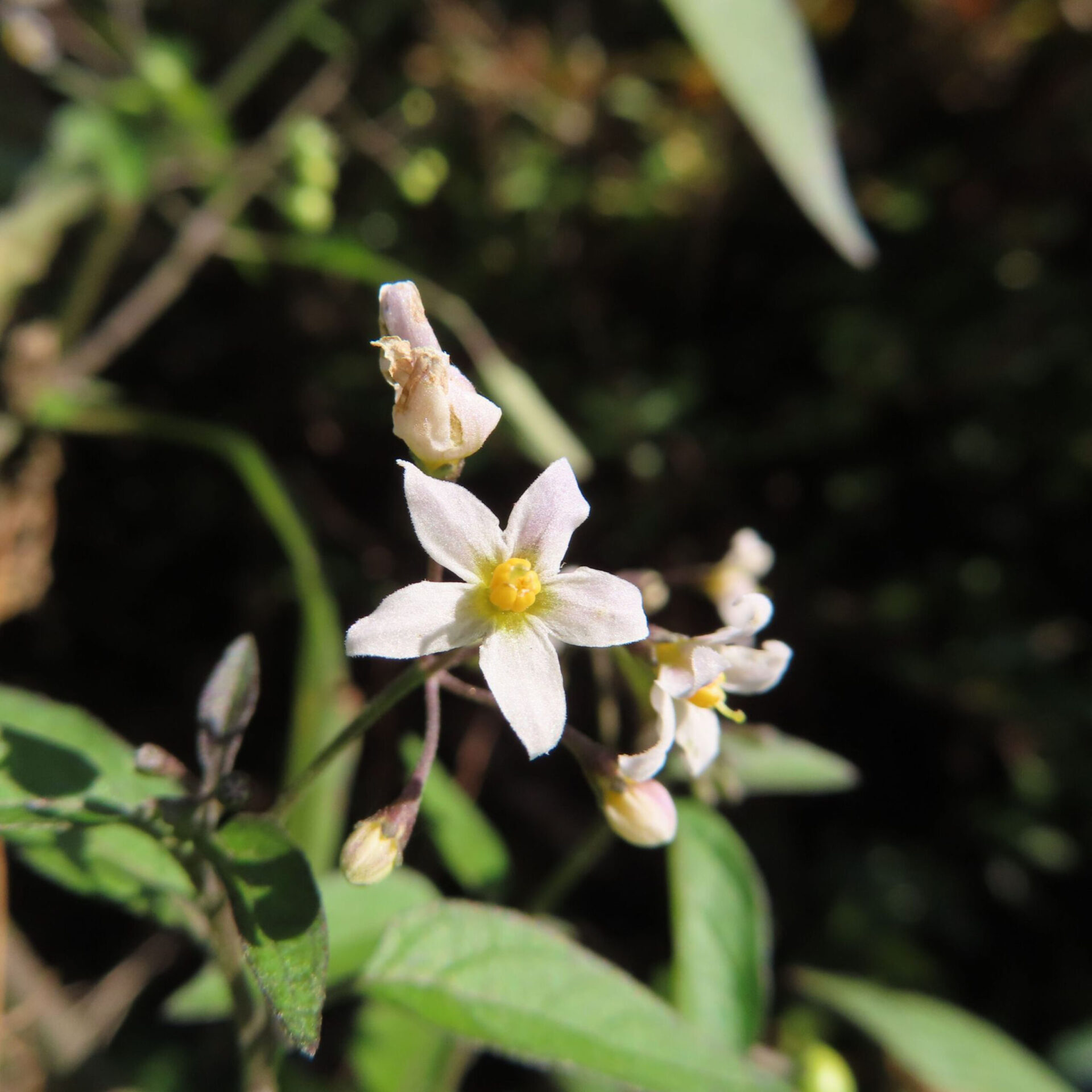 ワルナスビの無料写真素材｜悪茄子の由来・花言葉・星形の白花を撮るポイント