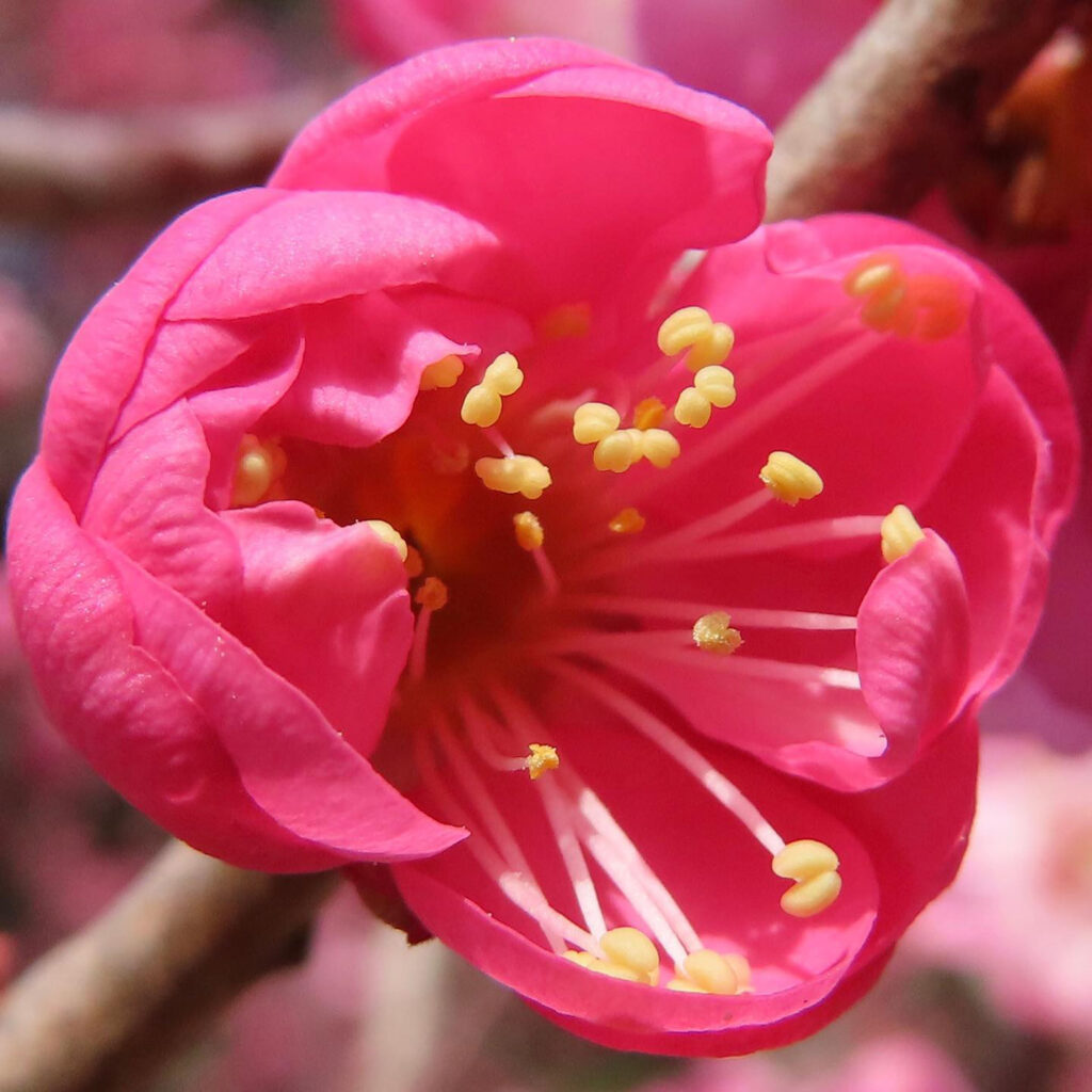 ウメがピンク色の花を咲かせています。