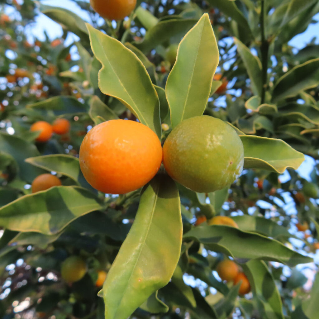 枝先に並んで実るキンカンの果実を接写した写真。熟した橙色の実と未熟な緑色の実が並び、細長い緑の葉とともに自然光の中で立体的に写っている。