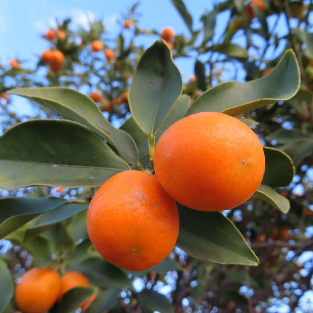 枝先に寄り添うように実った2つのキンカンをクローズアップで撮影した写真。鮮やかな橙色の丸い果実と厚みのある緑の葉、背景に他の実がぼけて写る自然な構図。