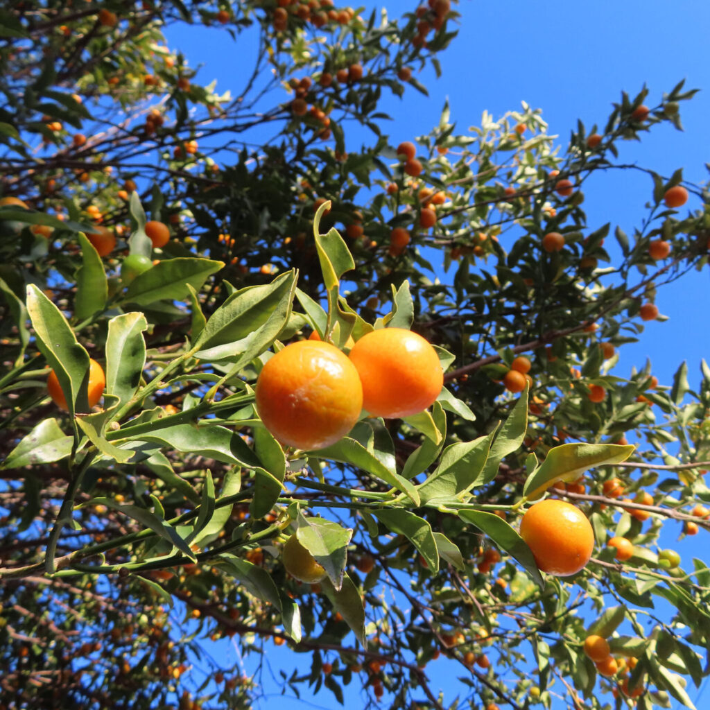 青空を背景に枝先で並んで実るキンカンの果実を捉えた写真。鮮やかな橙色の丸い実と細長い緑の葉、奥にはたくさんの実が広がる自然な構図。