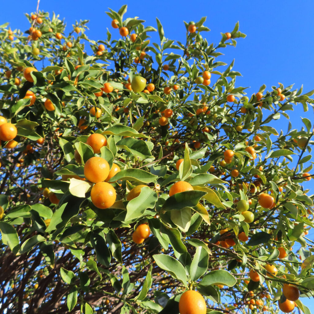 青空を背景に、たわわに実ったキンカンの木を見上げる構図で撮影した写真。鮮やかな橙色の果実が枝一面に広がり、細長い緑の葉とともに自然光で生き生きと写っている。