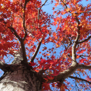 青空を背景に見上げた紅葉したモミジの大樹の枝と葉