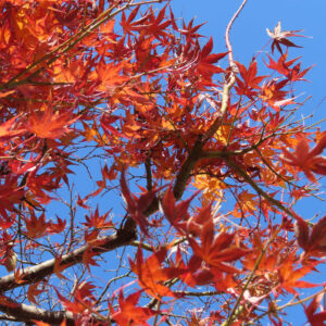 枝いっぱいに広がる赤や橙色のモミジの紅葉と澄んだ青空