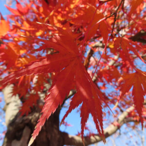 色づいたモミジの葉が密集する秋の紅葉風景（接写）