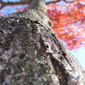 幹の質感と背景にぼんやりと見える紅葉したモミジの葉