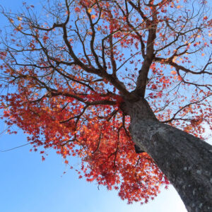 紅葉が進んだモミジの枝と、葉の隙間から見える青空