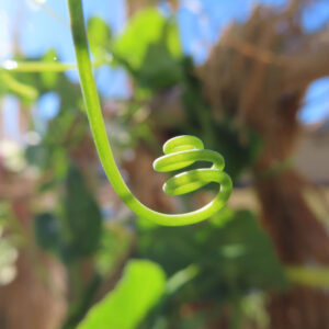 背景をぼかして撮影されたエンドウマメのつる先端の巻きひげのアップ写真