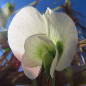 日差しを浴びたエンドウマメの花の正面アップと光の表現
