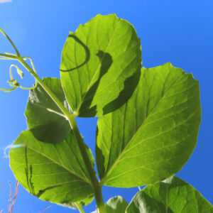青空の下で茎や葉が伸びるエンドウマメ全体の植物写真（白い花も咲く）
