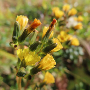 オニタビラコのつぼみと咲きかけた黄色い花が混在する春の草花の様子