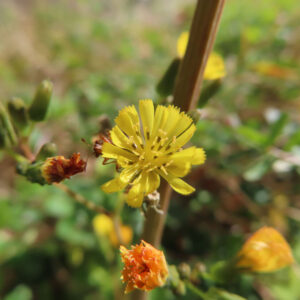 オニタビラコの花とともに虫が写った自然の営みを捉えた接写写真