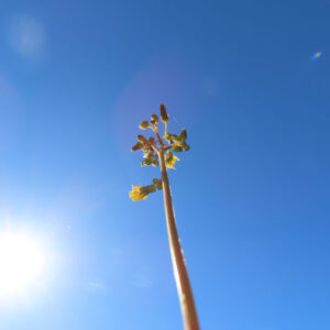 青空に向かってまっすぐ伸びるオニタビラコの細長い茎と花のシルエット写真